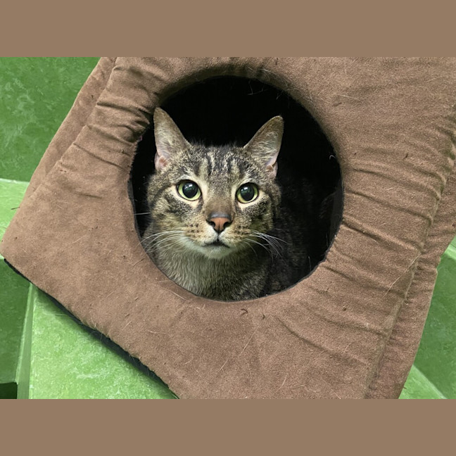 Photo of Tigger