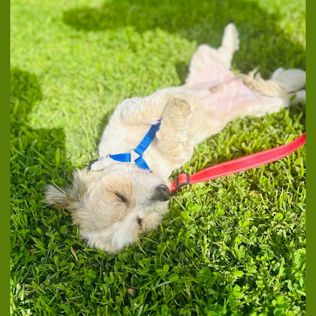 Photo of Max