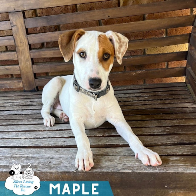 Photo of Maple