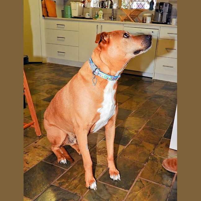 Photo of Maverick