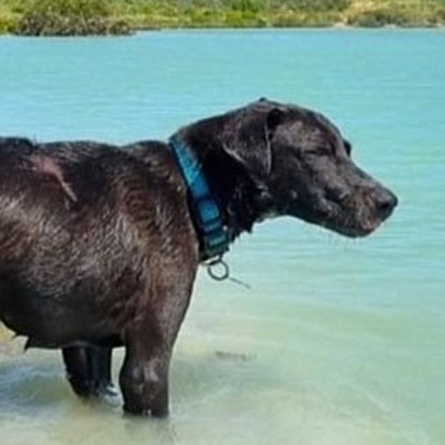 Photo of Rudi
