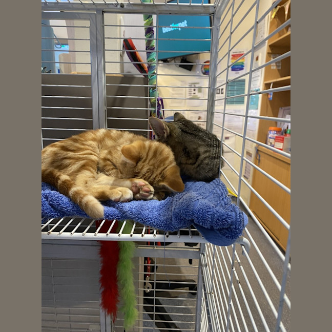 Photo of Carrot Cake