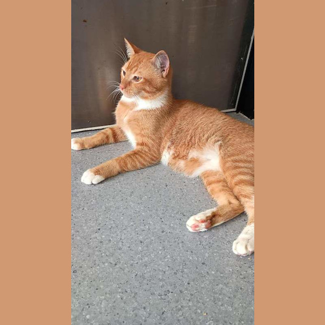 Photo of Garfield