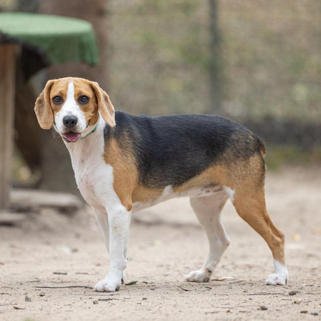 Photo of Honey