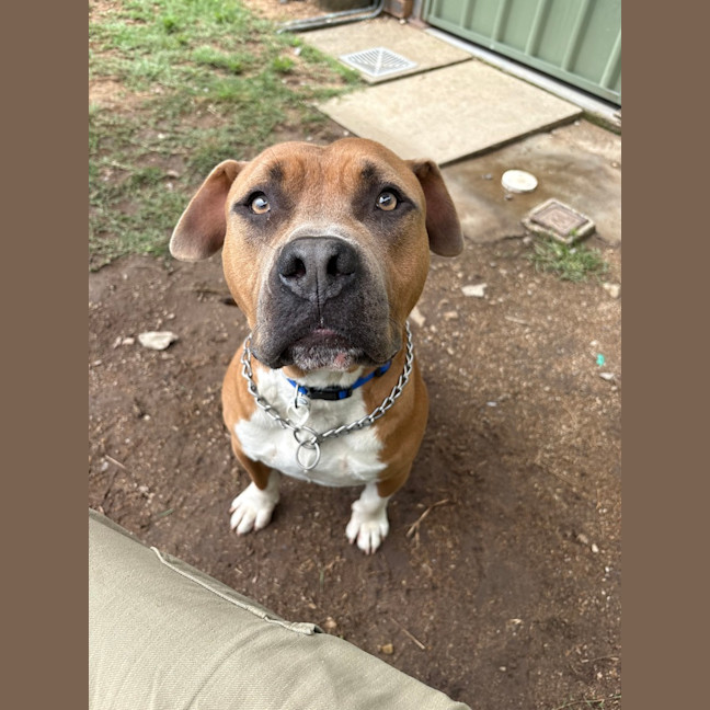 Photo of Yogi