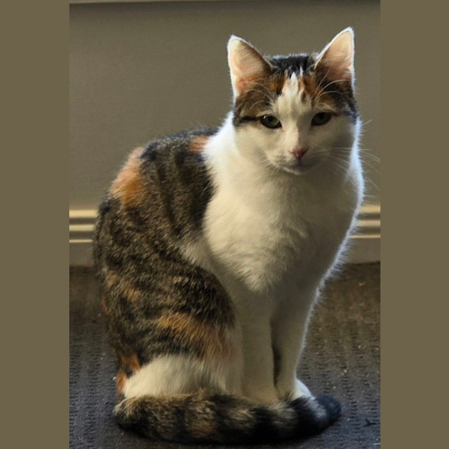 Photo of Snowy