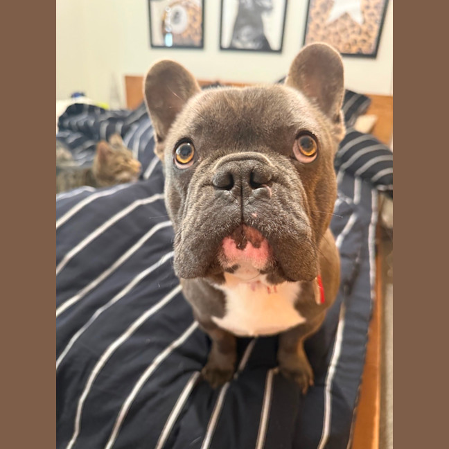 Photo of Hugo