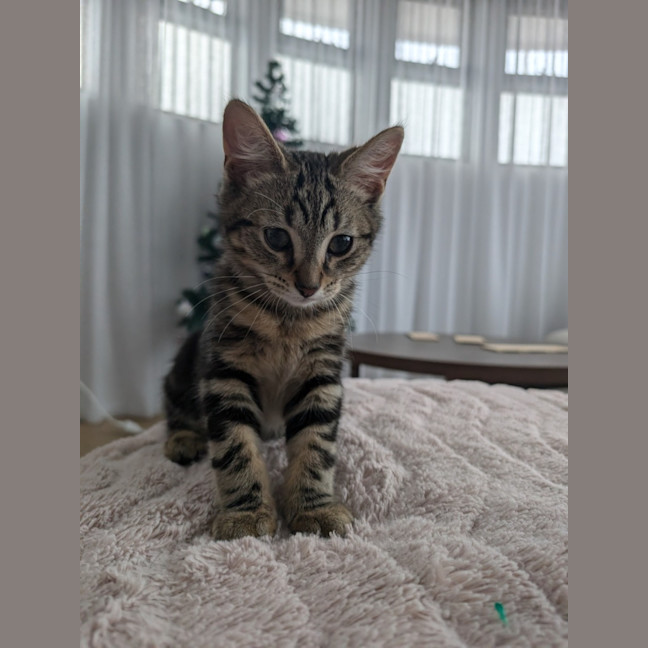 Photo of Flintavious 