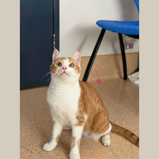 Photo of Baby Gingy