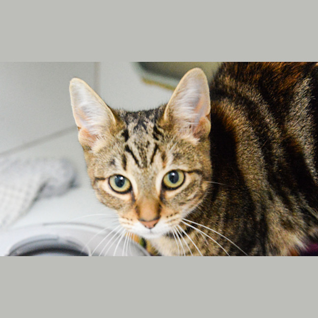 Photo of Georgie