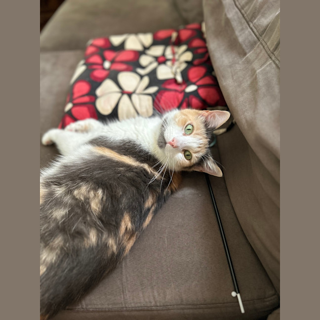 Photo of Callie