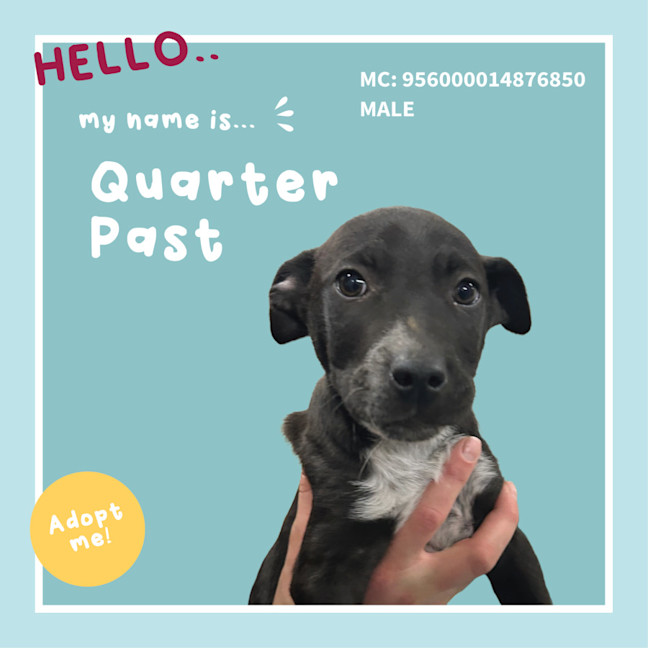 Photo of Quarter Past