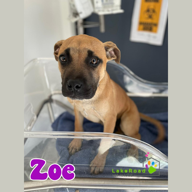 Photo of Zoe
