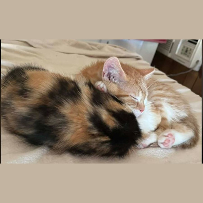 Photo of Ginger And Precious 