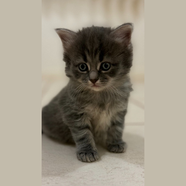 Photo of Earl Grey