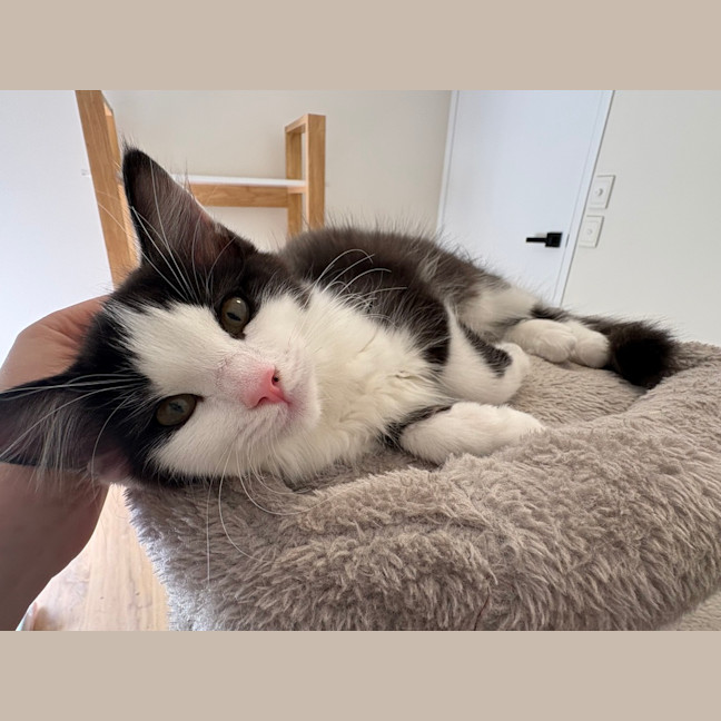 Photo of Poppy
