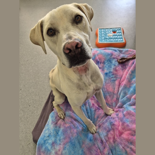 Photo of Ranger! ☮️🕊