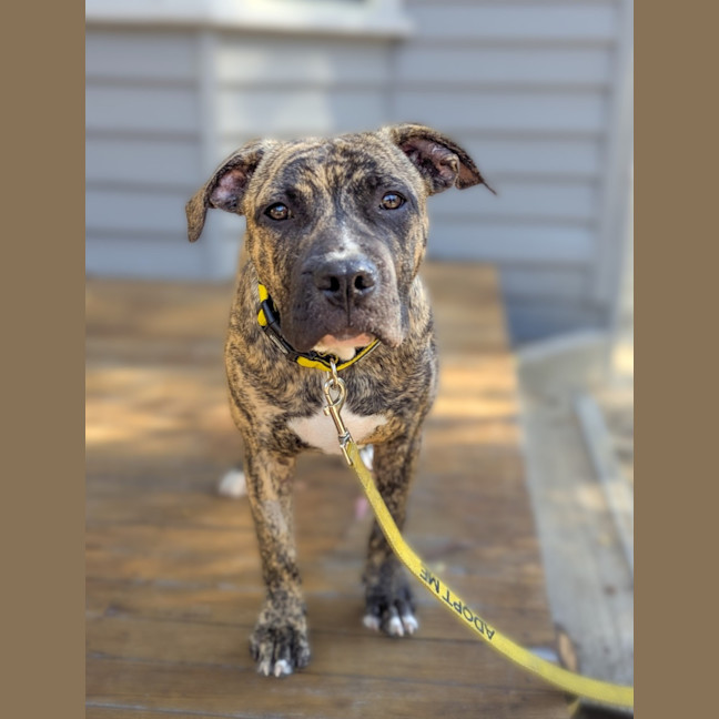 Photo of Stitch 