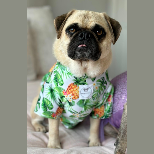 Photo of Hank And Luna 🎈