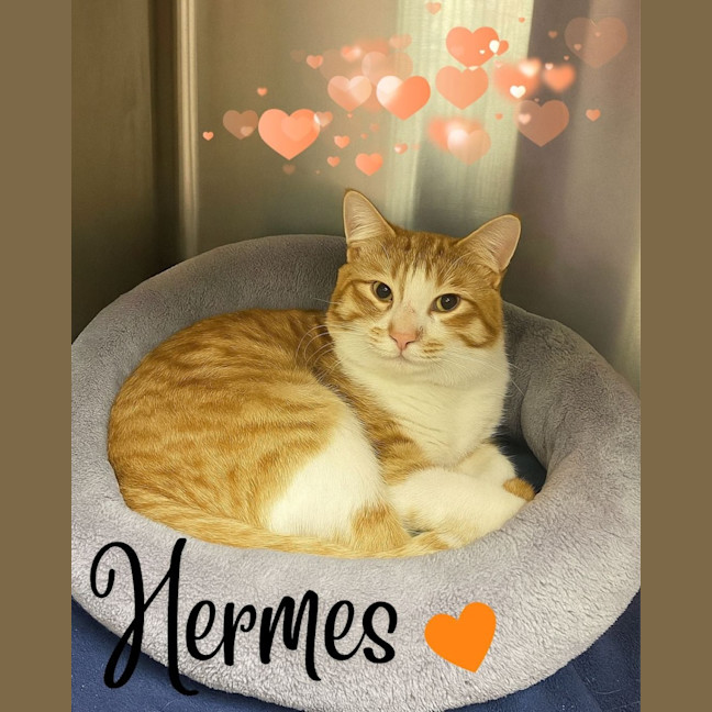 Photo of Hermes
