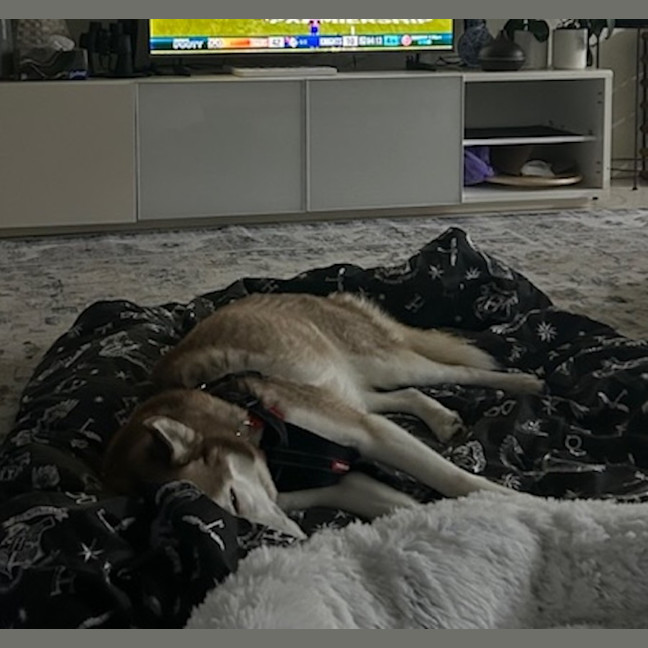 Photo of Milo