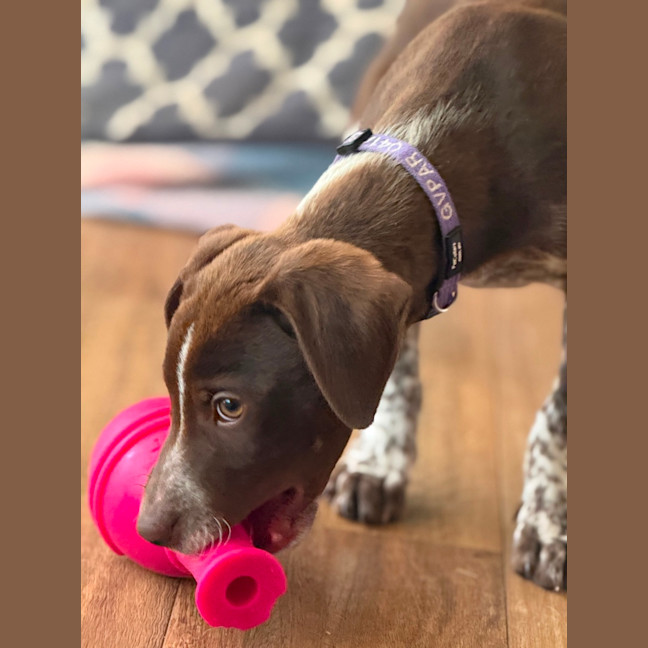 Photo of Buddy