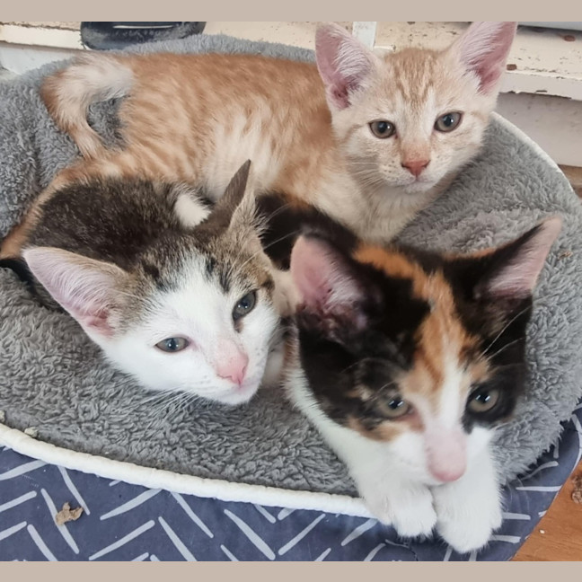 Photo of Astro