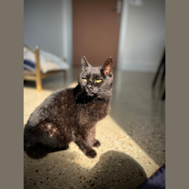 Photo of Iris