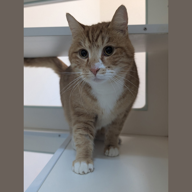 Photo of Mojito