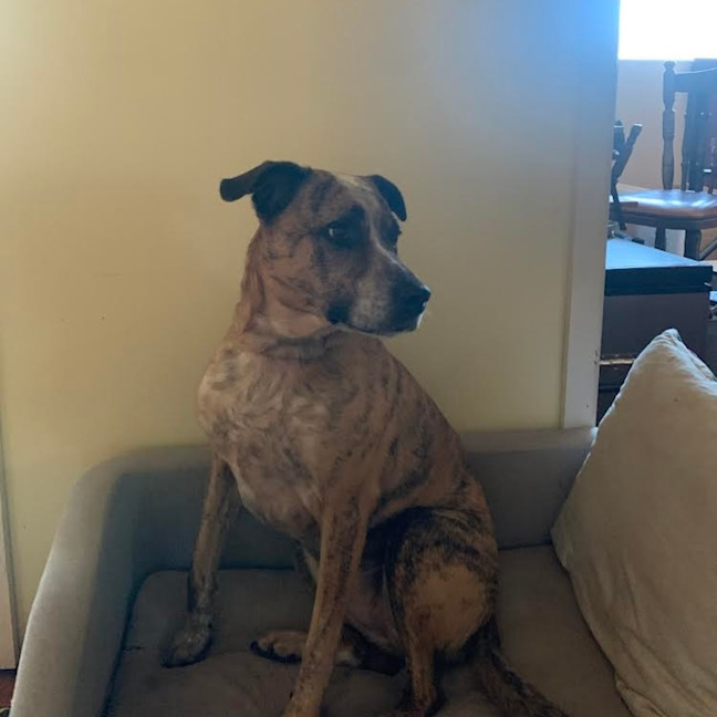 Photo of Stella   Assisted Rehome 💫