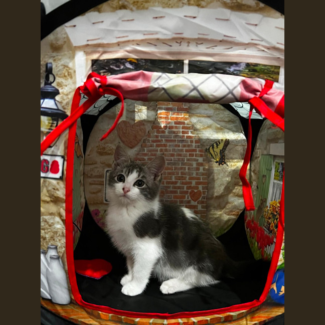 Photo of Smudge