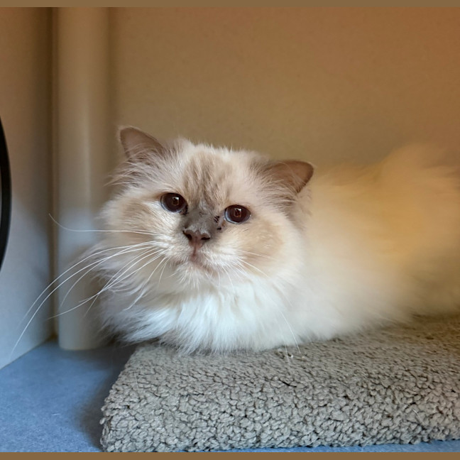 Photo of Brindabella