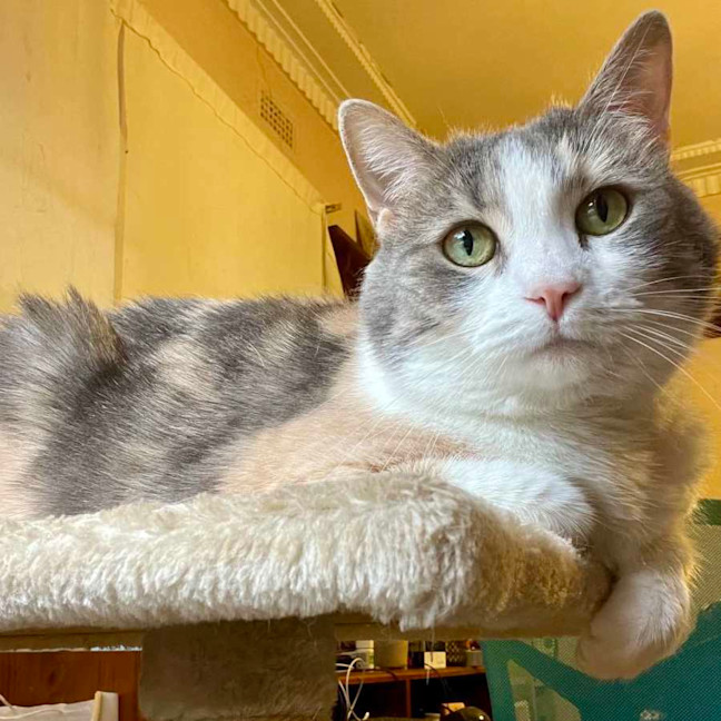 Photo of Miu Miu   Located In Reservoir 