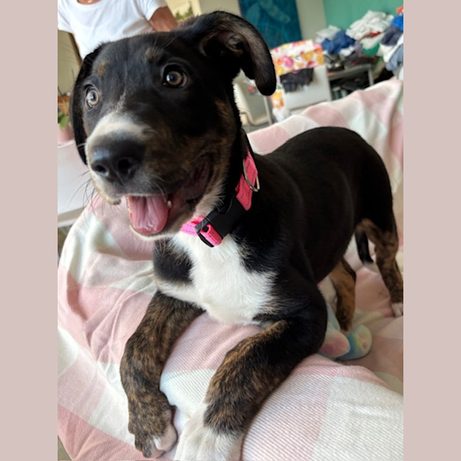 Photo of Lola