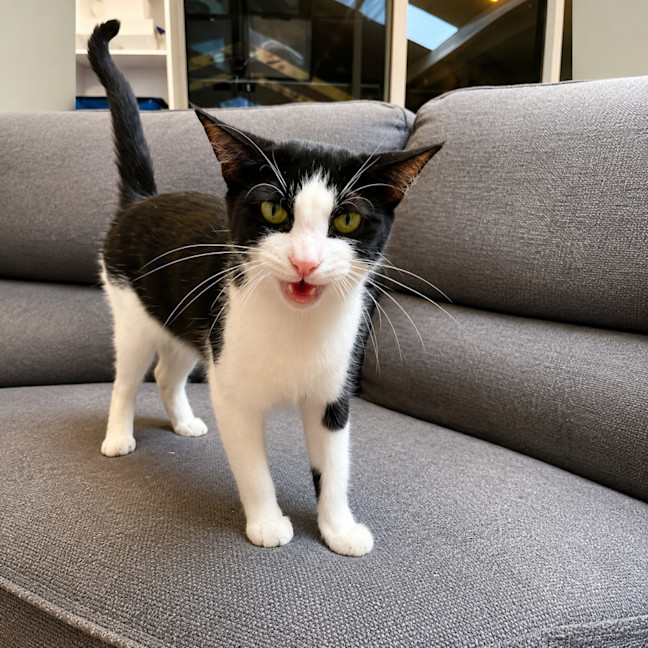 Photo of Clawdia Schiffer + Meowly Cyrus
