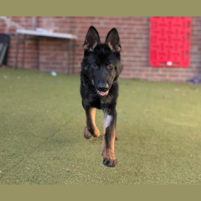 Photo of Arlo