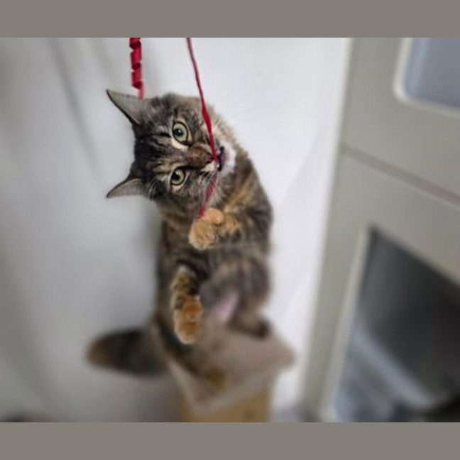 Photo of Posy