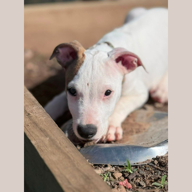 Photo of Petey