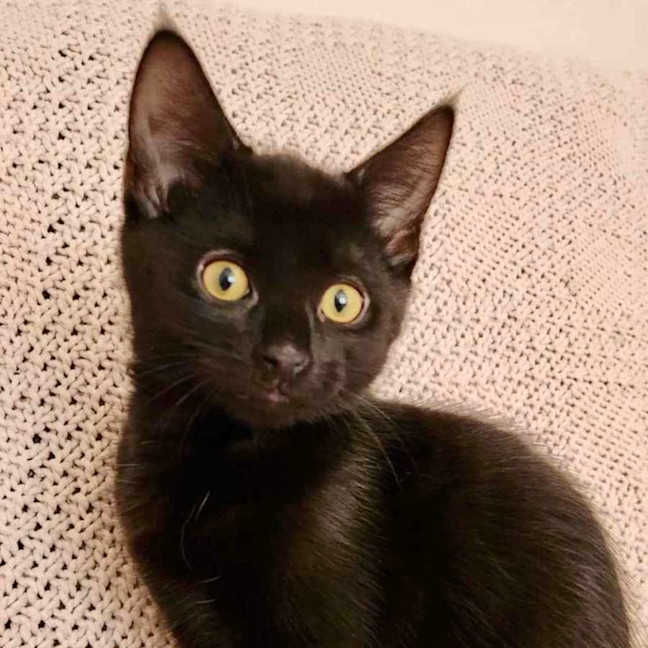 Photo of Bonsai   Located In Croydon