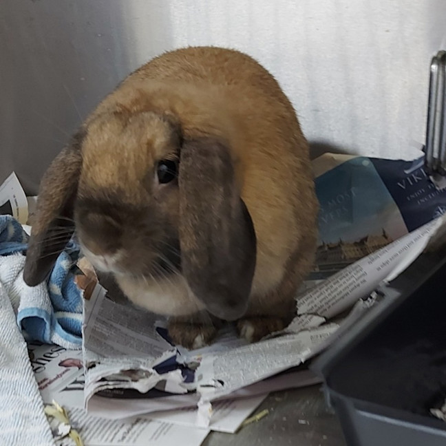 Photo of Mopsy (W Atari)