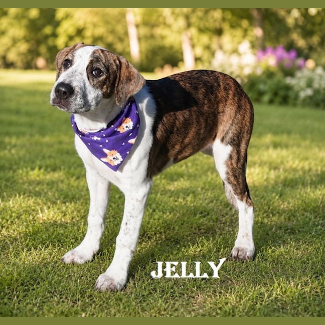 Photo of Jelly