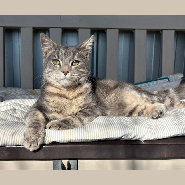 Photo of Smokey