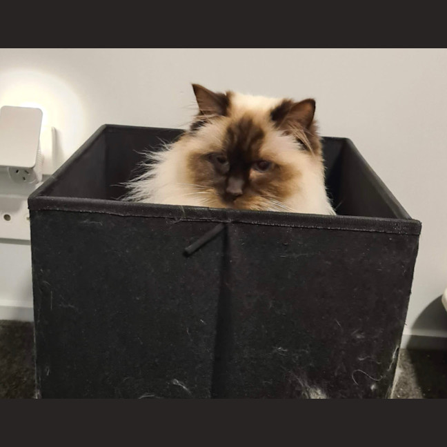 Photo of Cleo ** 2nd Chance Cat Rescue**