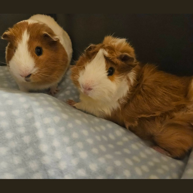 Photo of Milky & Lucky
