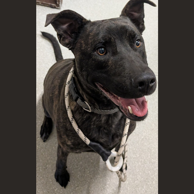 Photo of Tyson