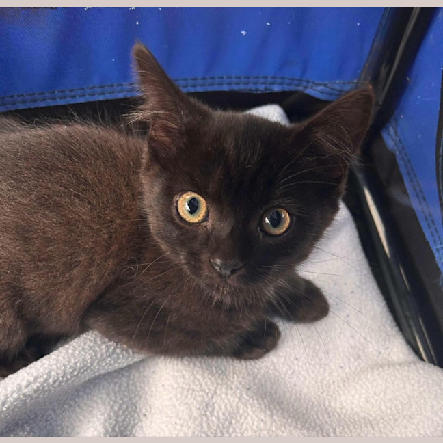 Photo of Kevin And Shadow