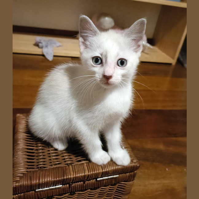 Photo of Ranina