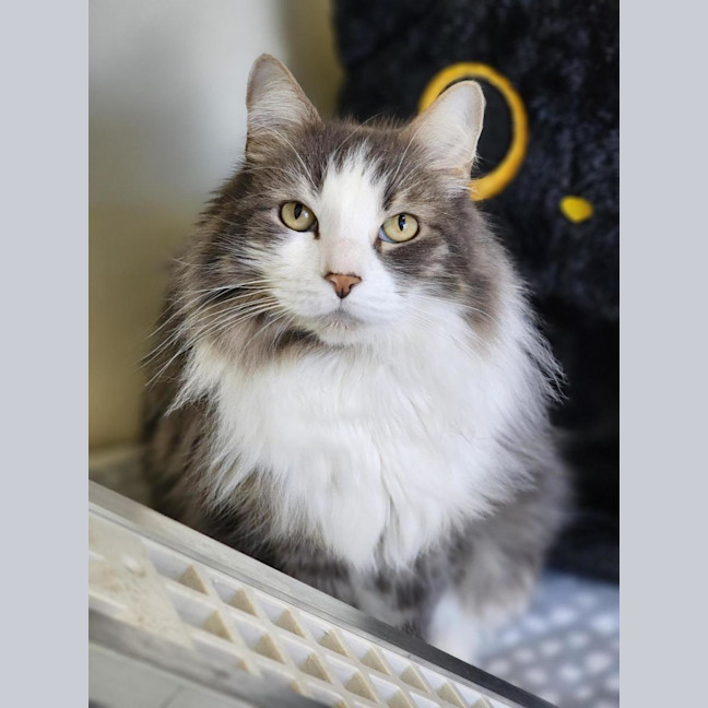 Photo of 🎩 Buddy 7214 🎩
