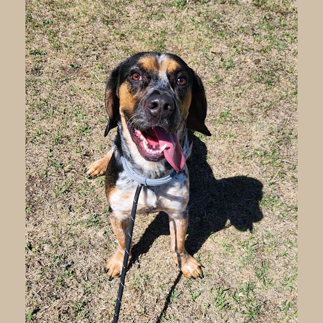 Photo of Paddy (68443)