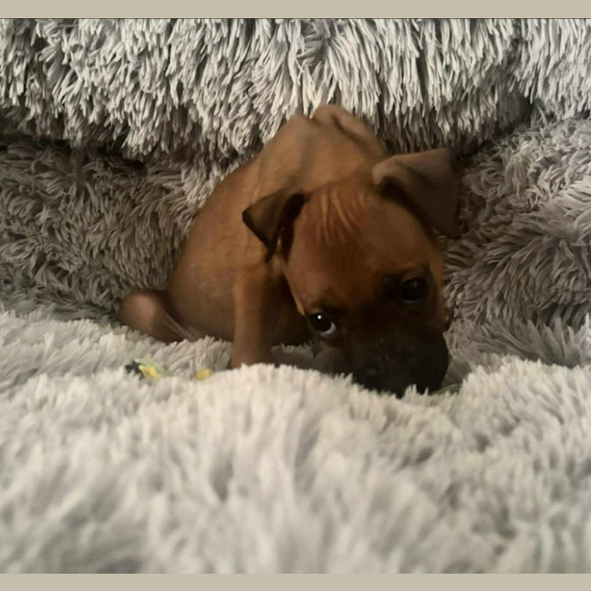 Photo of Prince (P5)